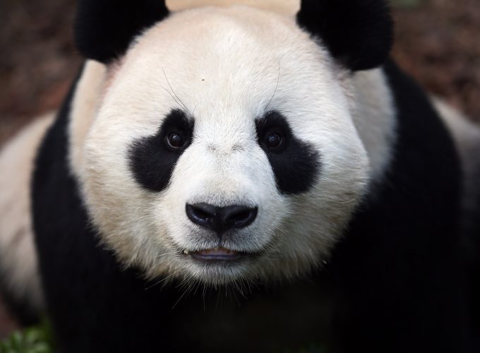 Wallpaper Сhina panda, bears, China, animal, zoo, black, white, eyes, wild, nature, Animals 7123213618